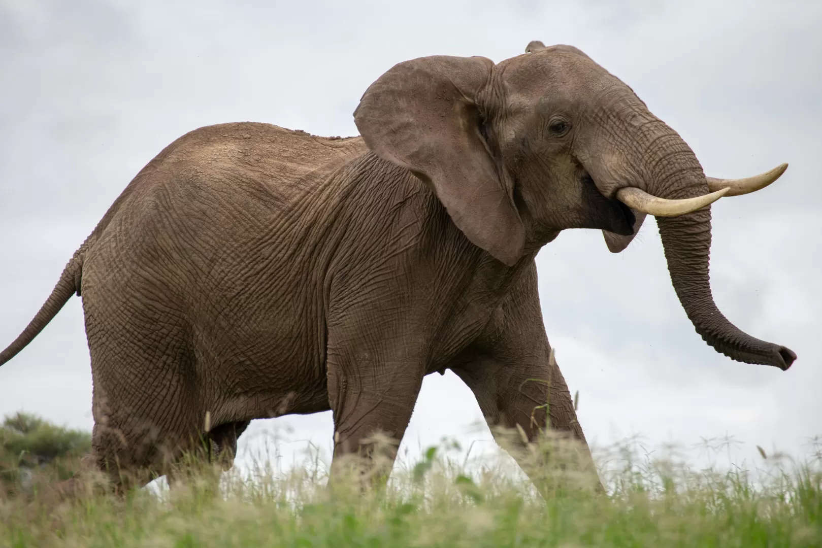 Chasing the Big Five: How to Photograph Africa's Wildlife