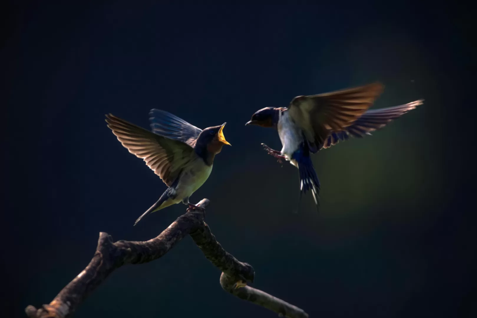 Mastering Low Light Wildlife Photography