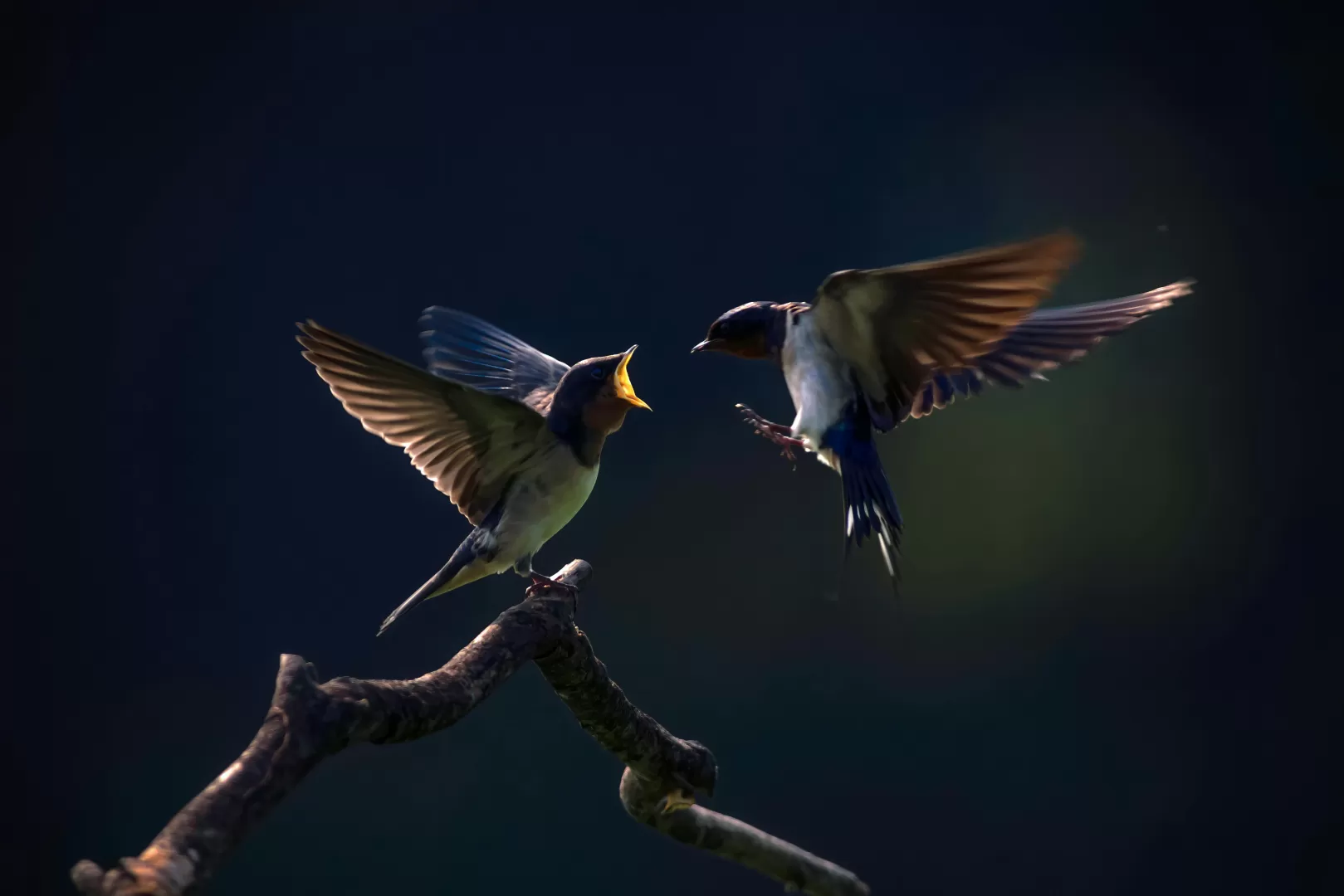 Mastering Low Light Wildlife Photography - Wildlife Photography by Sreejith Captures