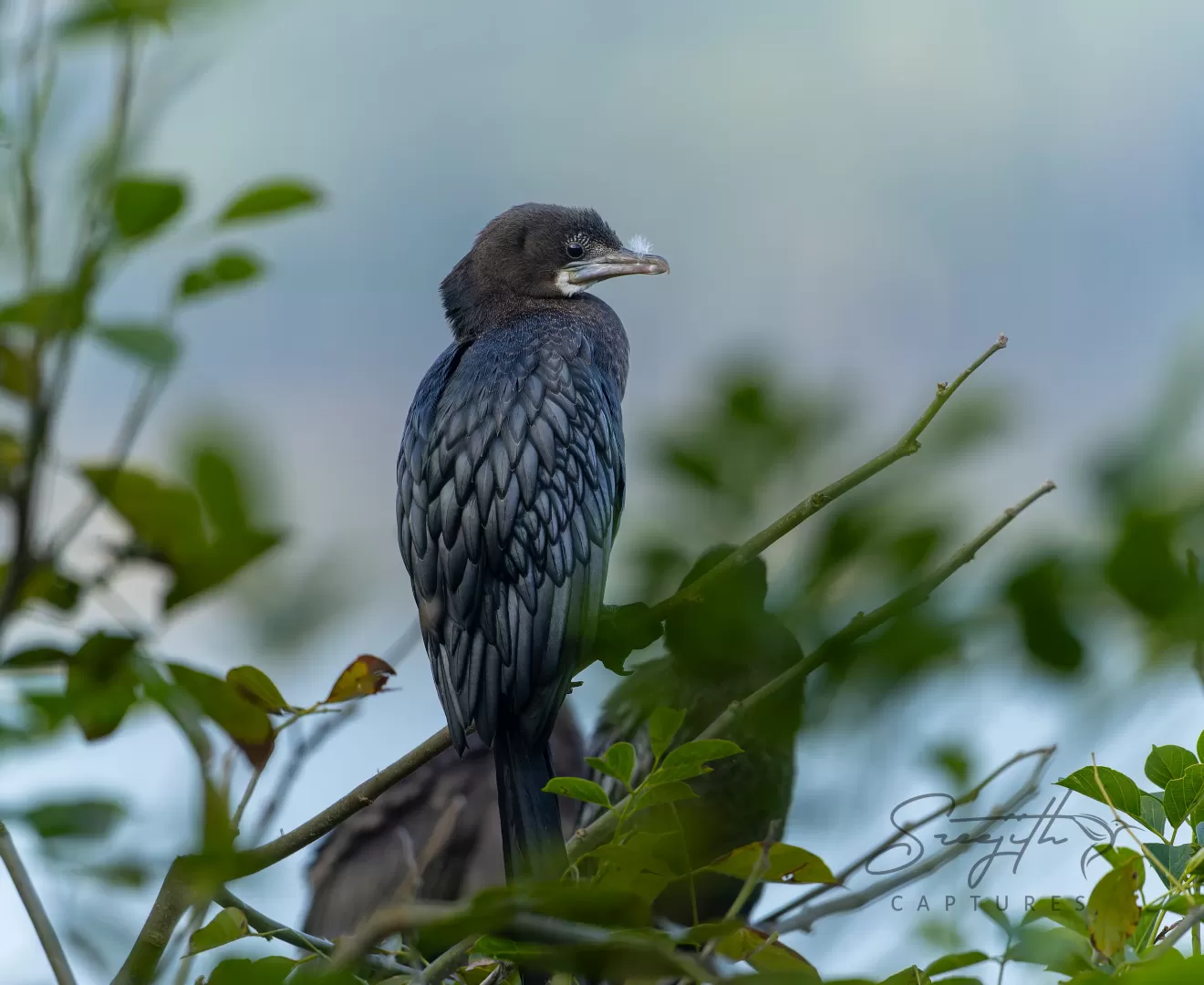 Birds in India