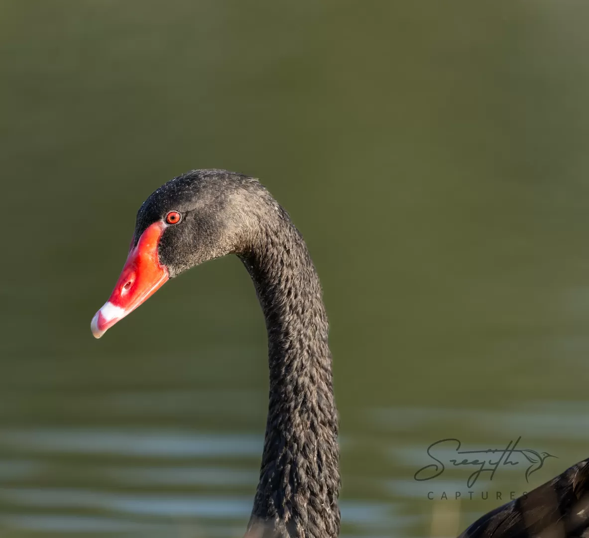 Birds and Animals in UAE