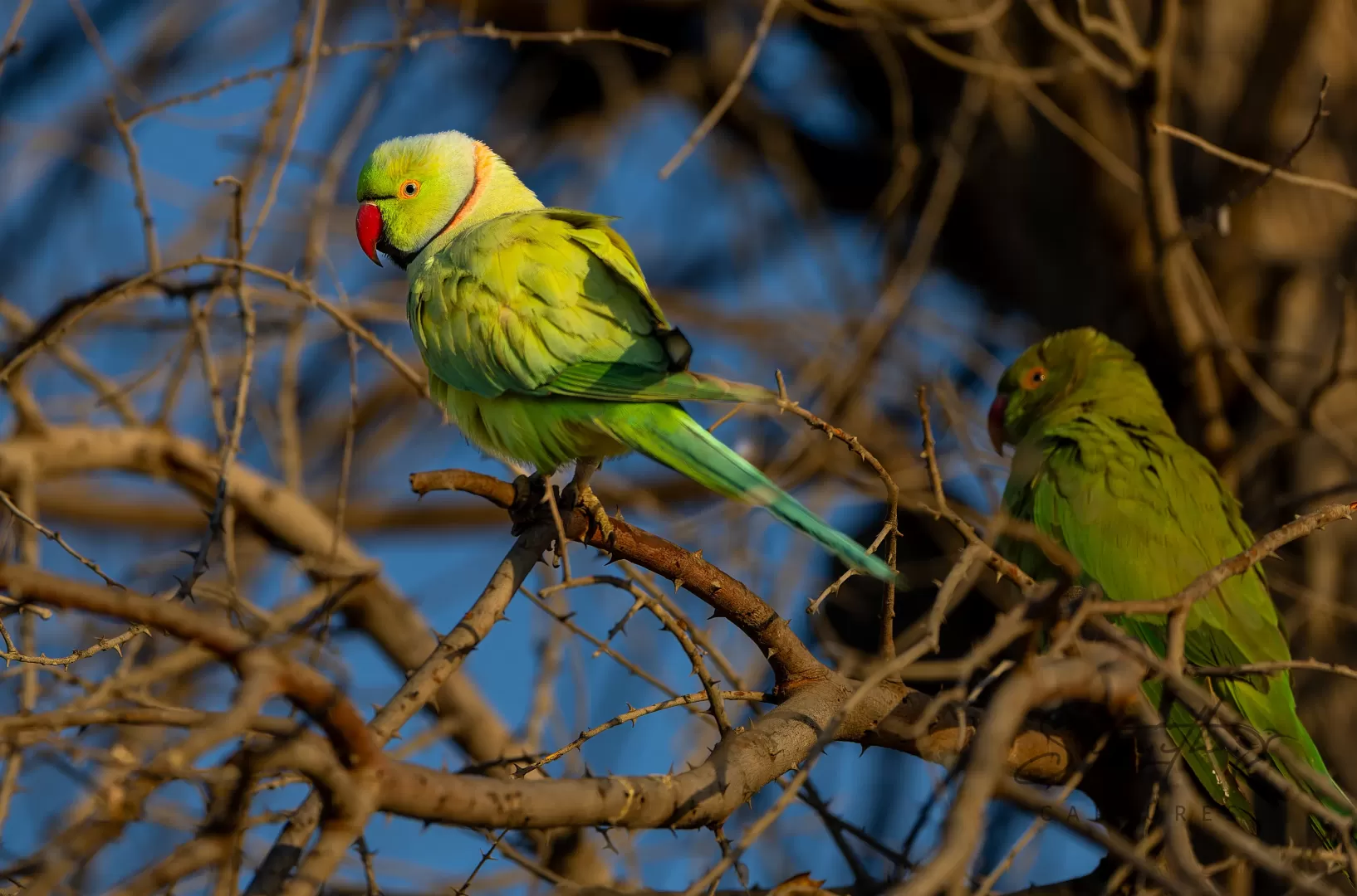 Birds and Animals in UAE