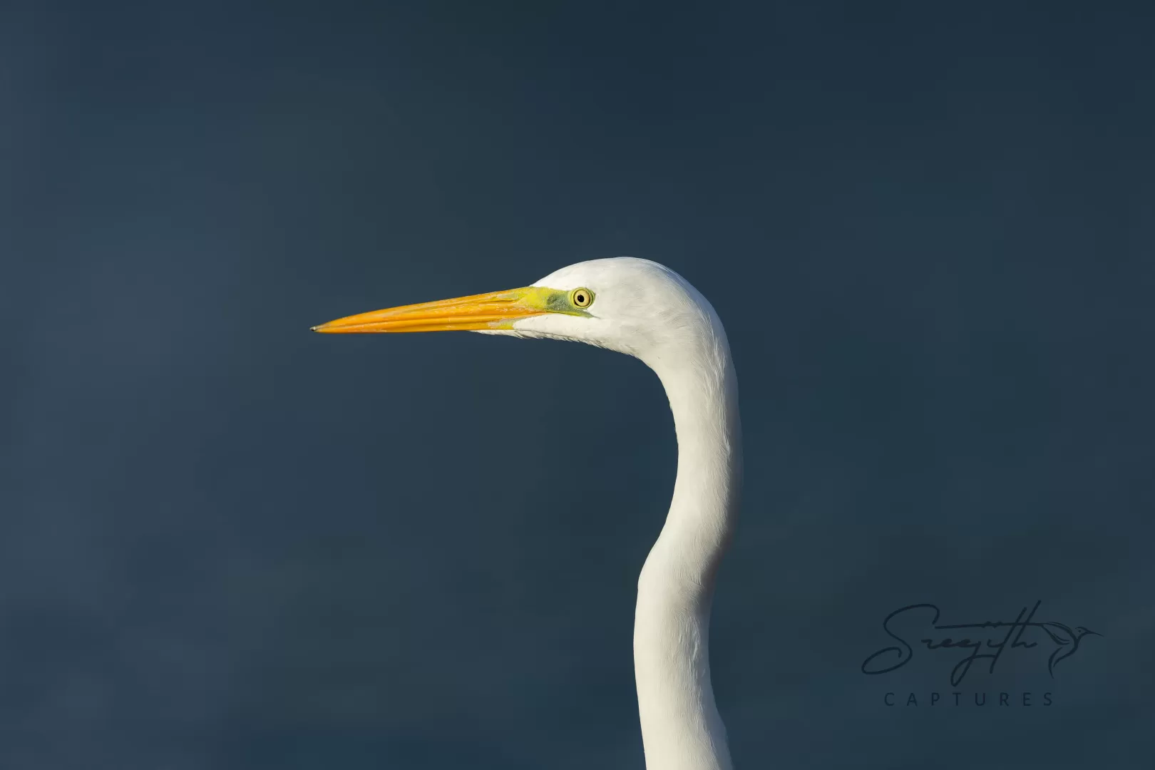 Birds and Animals in UAE