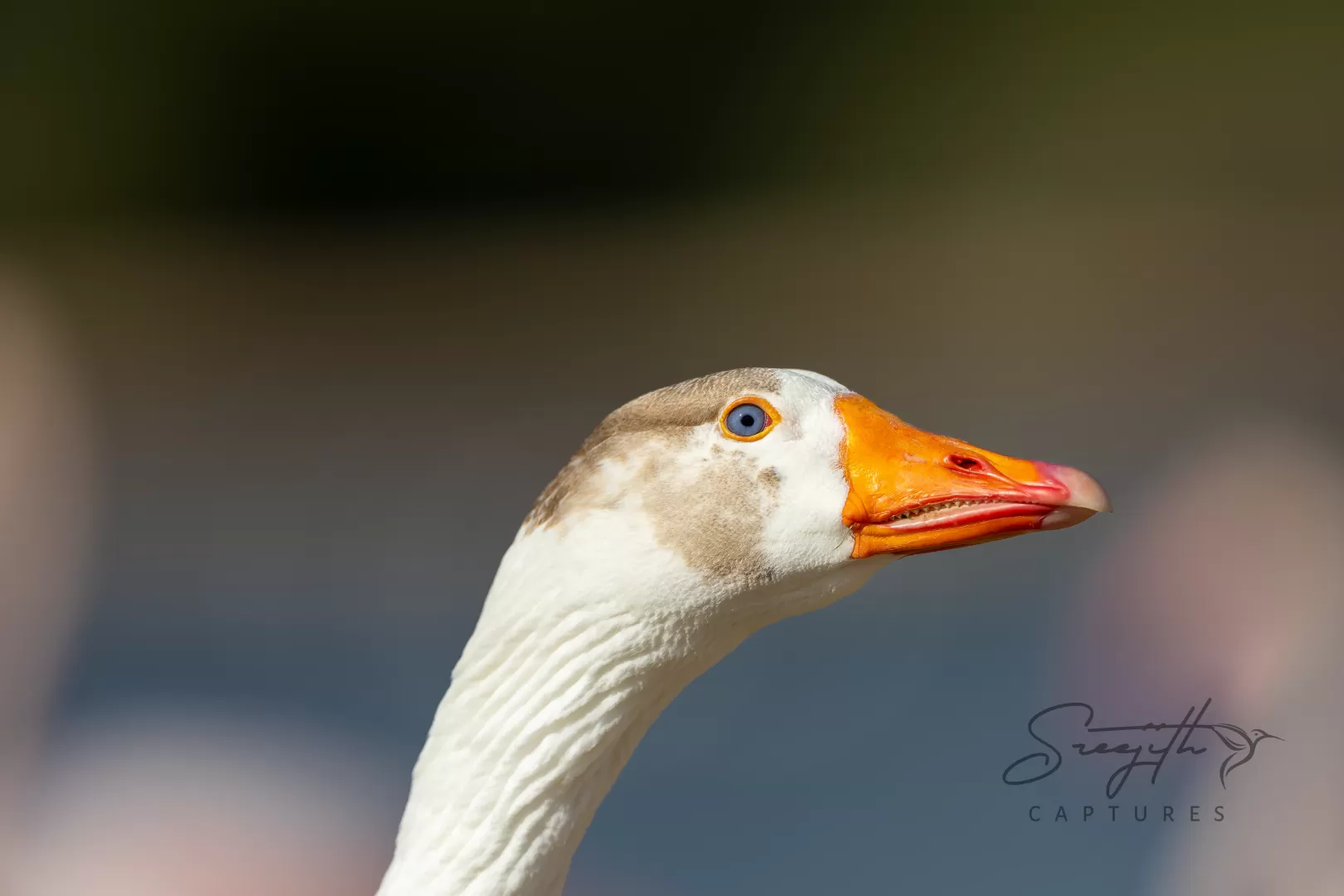 Birds and Animals in UAE