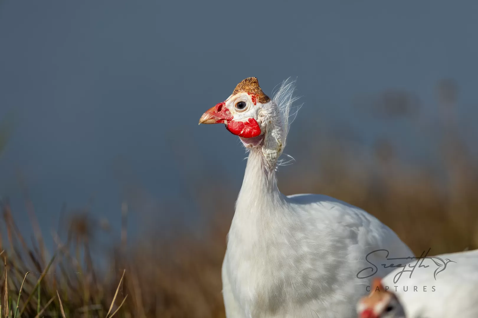 Birds and Animals in UAE
