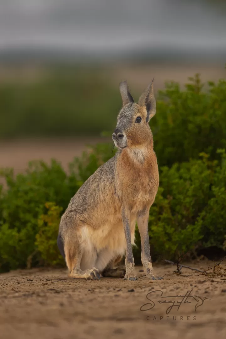 Birds and Animals in UAE