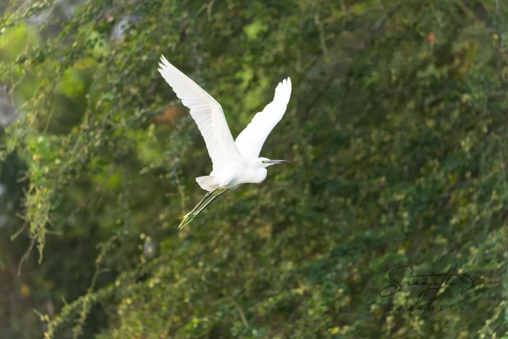 Birds and Animals in UAE