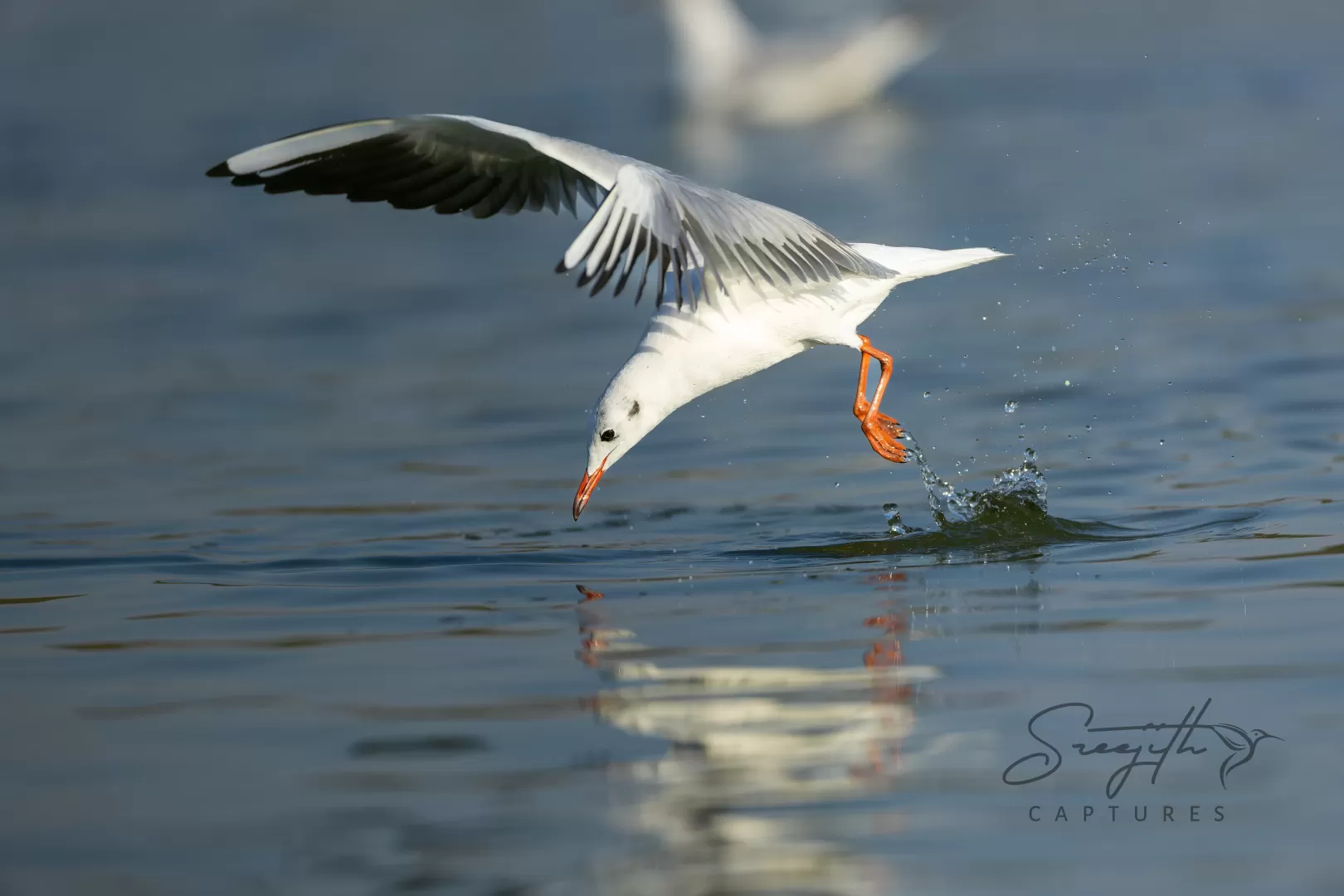 Birds and Animals in UAE