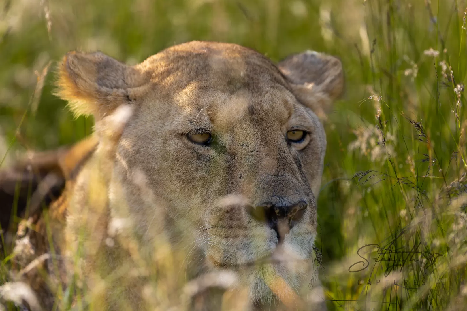 Birds and Animals in Kenya