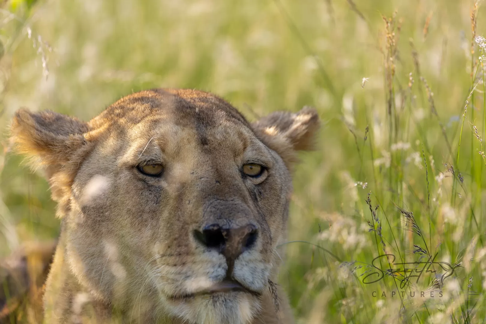 Birds and Animals in Kenya