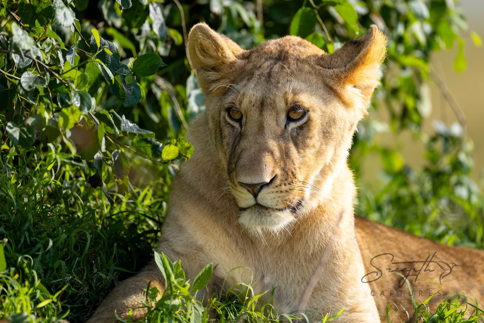 Birds and Animals in Kenya