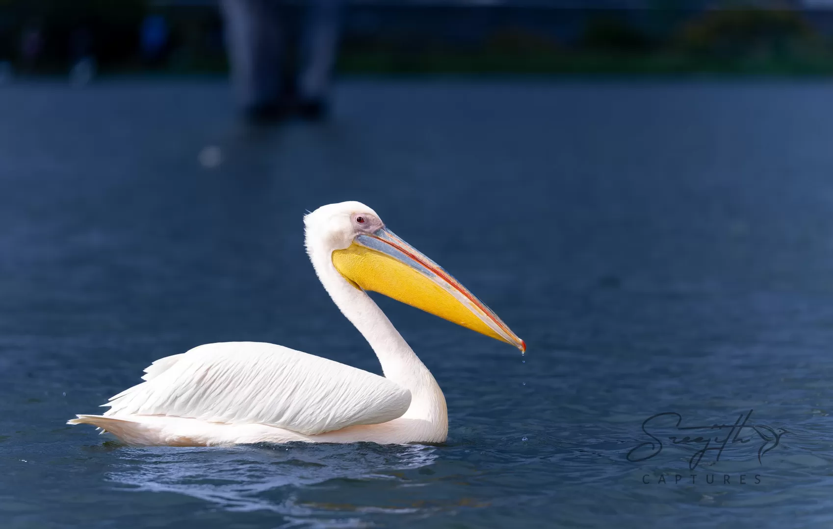 Birds and Animals in Kenya