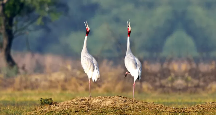 Bharatpur Bird Photography Expedition