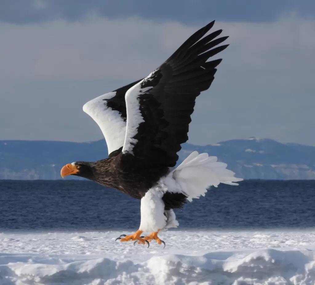 Hokkaido Winter Wildlife Photography Expedition
