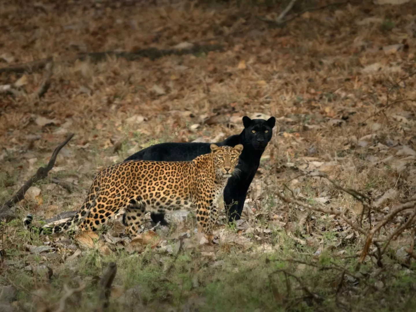Kabini Black Panther & Tiger Photography Expedition