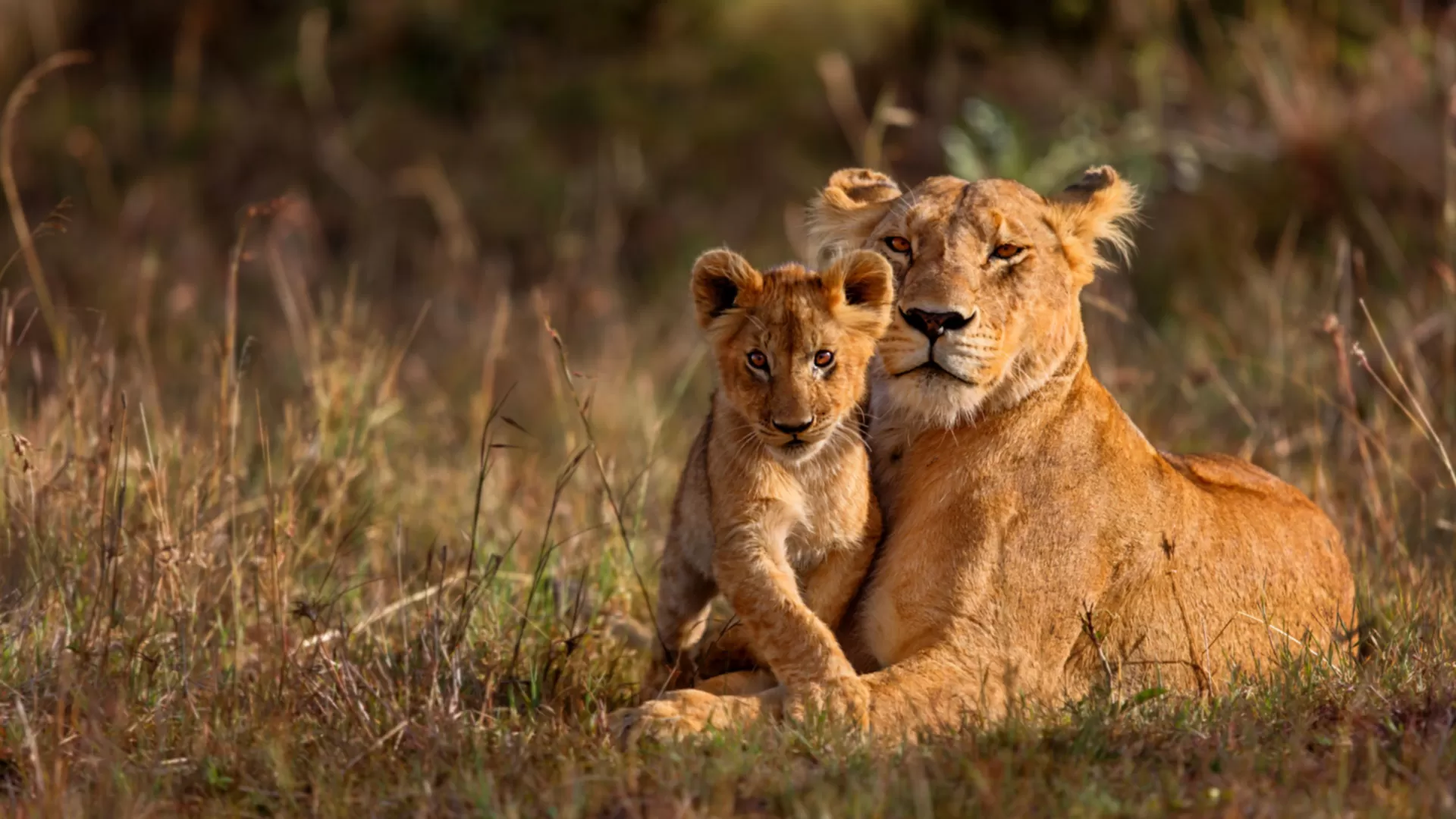 Big 5 Action Safari – Kruger