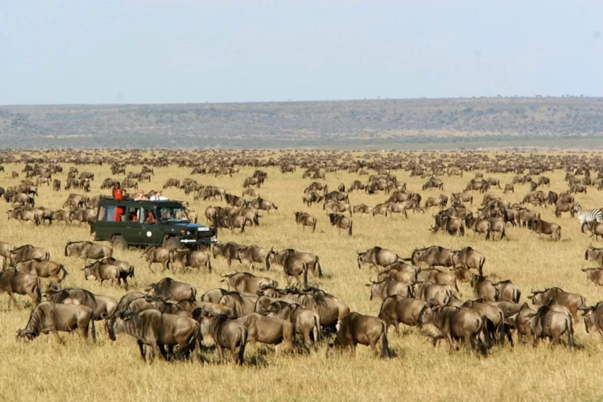 Predator Action Safari – Masai Mara