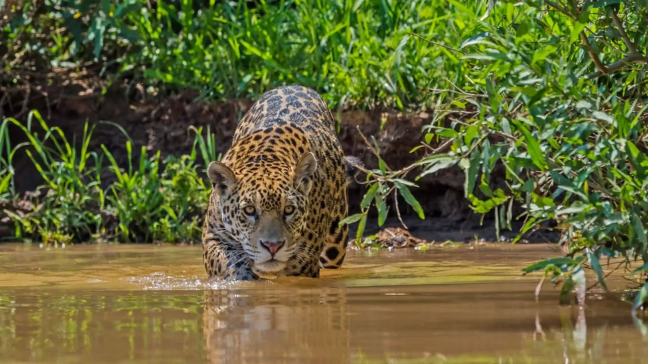 Pantanal Jaguar Photography Expedition