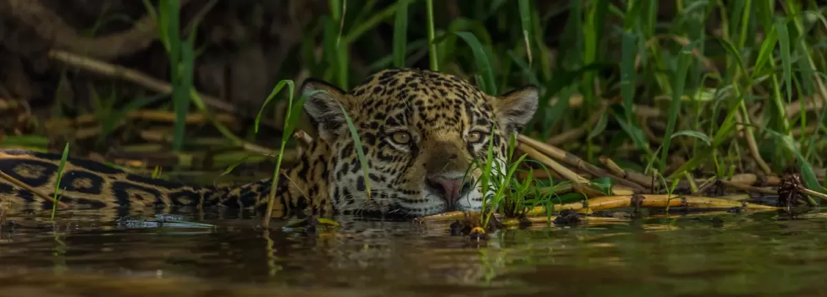 Jaguar Expedition – Pantanal Safari Expedition by Sreejith Captures
