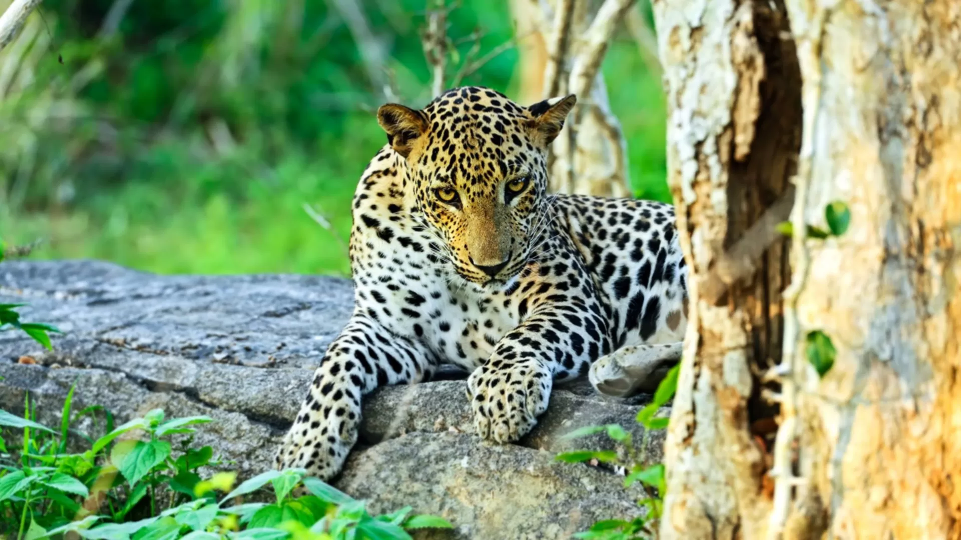 Sri Lanka Wild Trails & Coastal Wonders